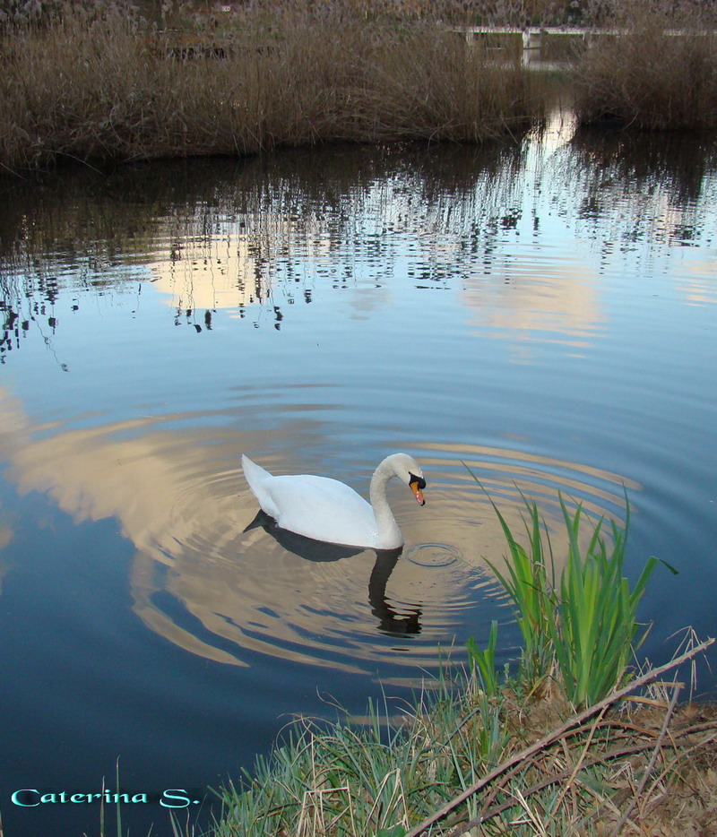 Uccelli acquatici